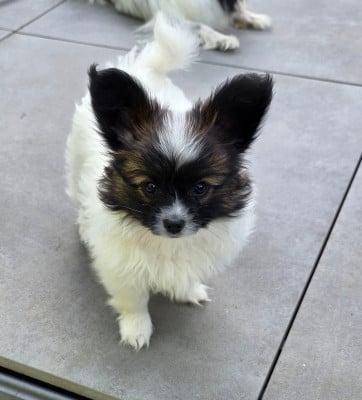 Les chiots de Epagneul nain Continental (Papillon)