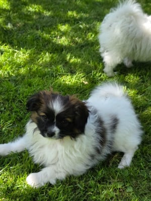 Les chiots de Epagneul nain Continental (Papillon)