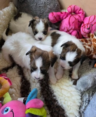 Les chiots de Epagneul nain Continental (Papillon)
