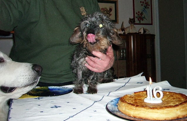 Linotte De la butte saint martin