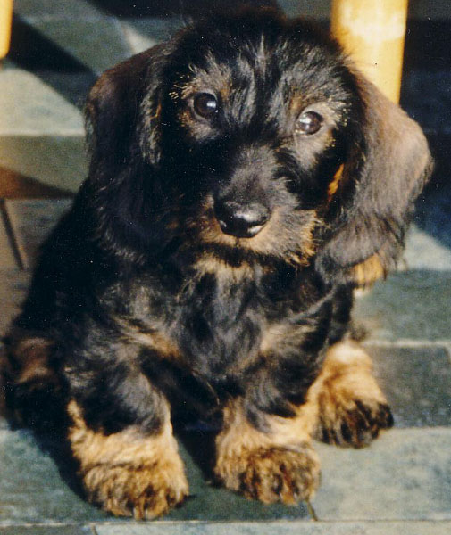 Publication : Too-Kiss