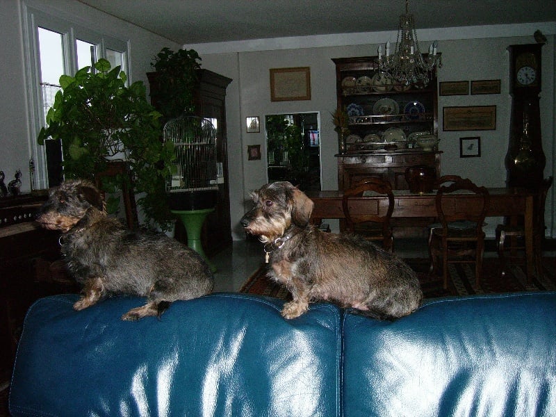 Linotte De la butte saint martin