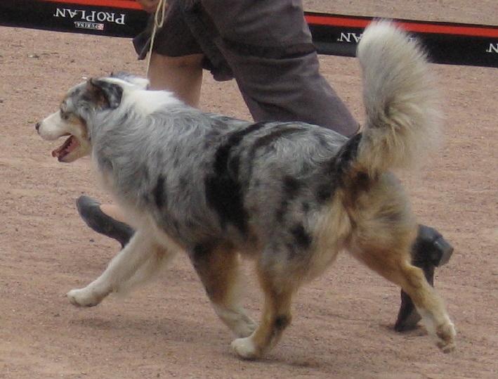 Céris at Napoleon's (dite Coconuts) De l'étang de pincemaille - 2ème Excellent en classe Ouverte