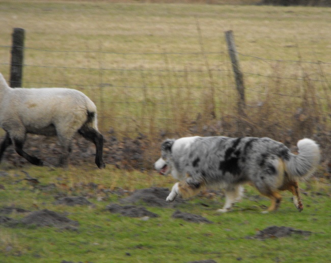 Céris at Napoleon's (dite Coconuts) De l'étang de pincemaille - CACCBT 14ème/19
