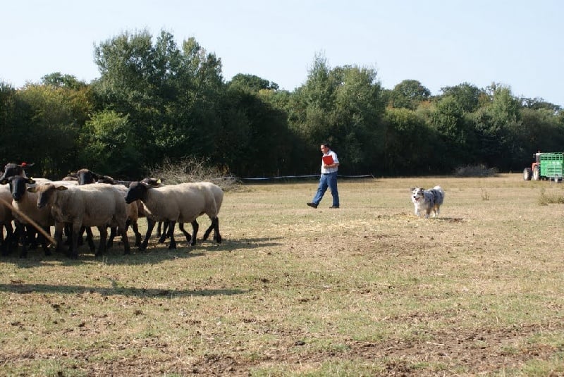 Céris at Napoleon's (dite Coconuts) De l'étang de pincemaille - 69 points - Excellent - Gagne le niveau 1