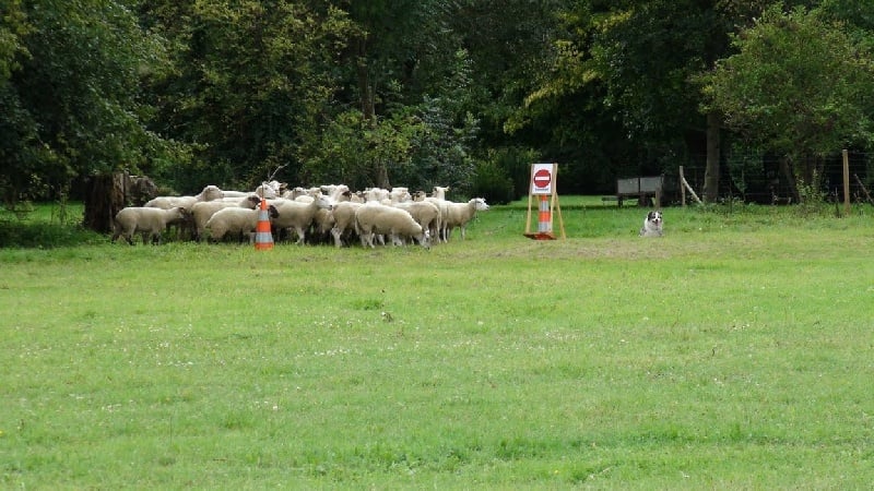 Céris at Napoleon's (dite Coconuts) De l'étang de pincemaille - 63/100 - Très Bon - 9ème/11