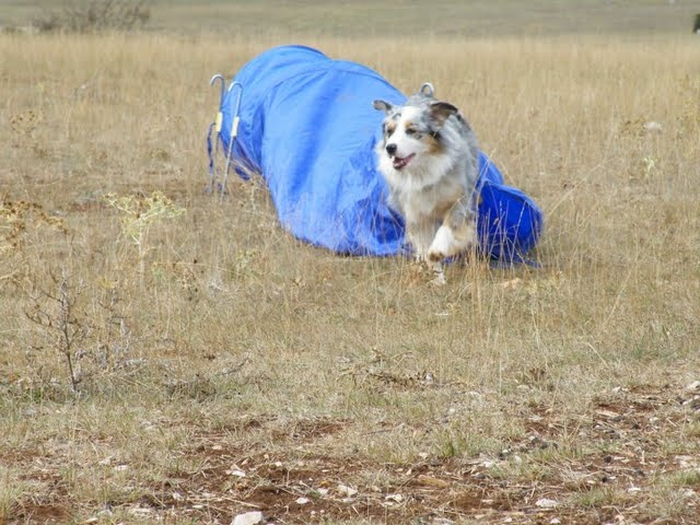 Céris at Napoleon's (dite Coconuts) De l'étang de pincemaille - 3 élimés, 1 très bon