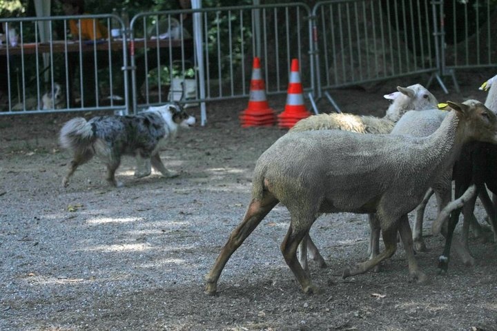 Céris at Napoleon's (dite Coconuts) De l'étang de pincemaille - Excellent