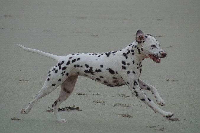 Arwen des Landes d'Iroise