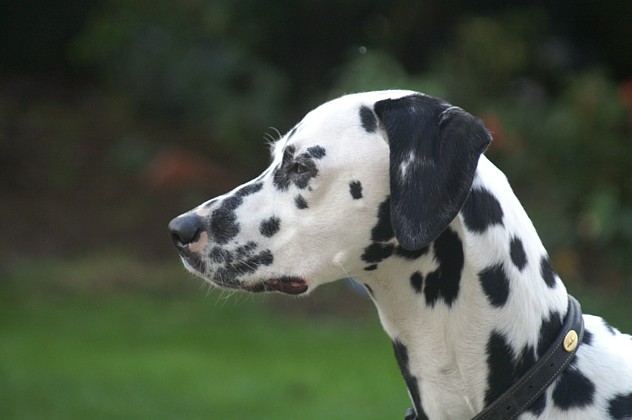 Aurore ( dite Luba ) des Landes d'Iroise
