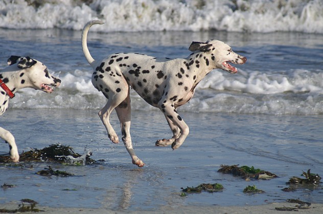 Arwen des Landes d'Iroise