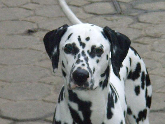 Aurore ( dite Luba ) des Landes d'Iroise