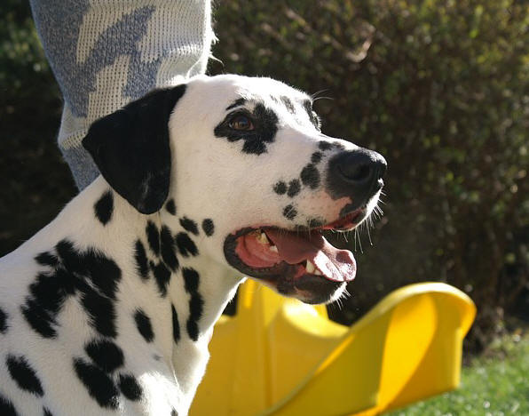 Athos des Landes d'Iroise