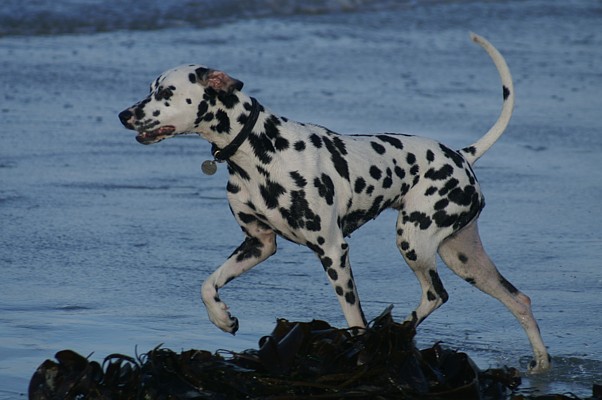 Aurore ( dite Luba ) des Landes d'Iroise