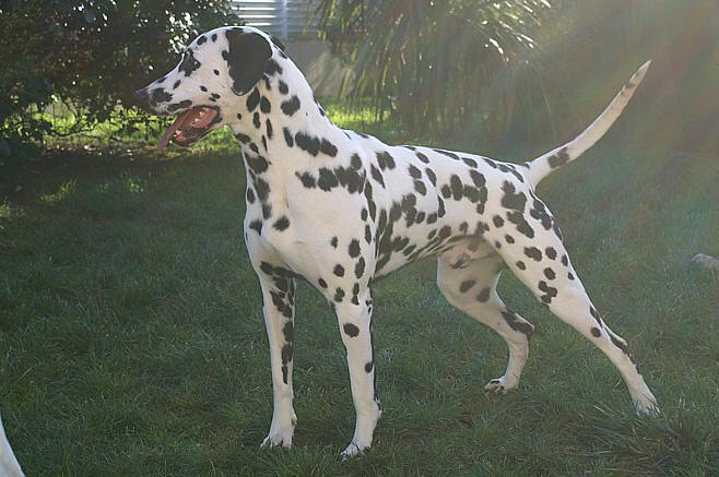 Athos des Landes d'Iroise