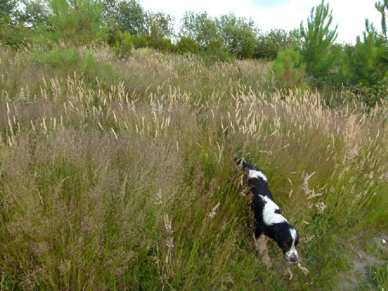 Ice tea des Lacs de la Cote d'Argent