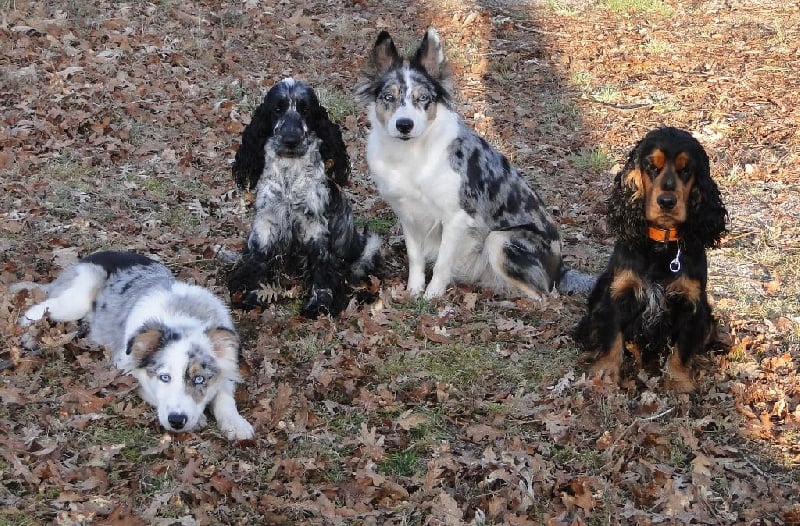 Publication : des Lacs de la Cote d'Argent