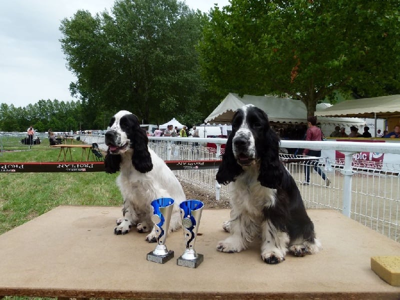 Ice tea des Lacs de la Cote d'Argent