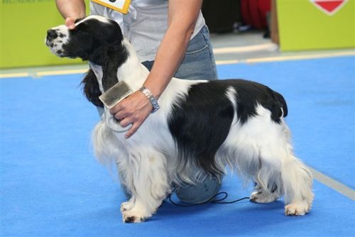 Ice tea des Lacs de la Cote d'Argent