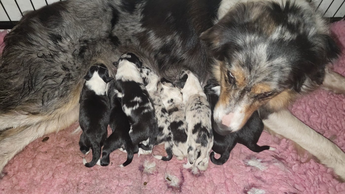 Border Collie - des Lacs de la Cote d'Argent
