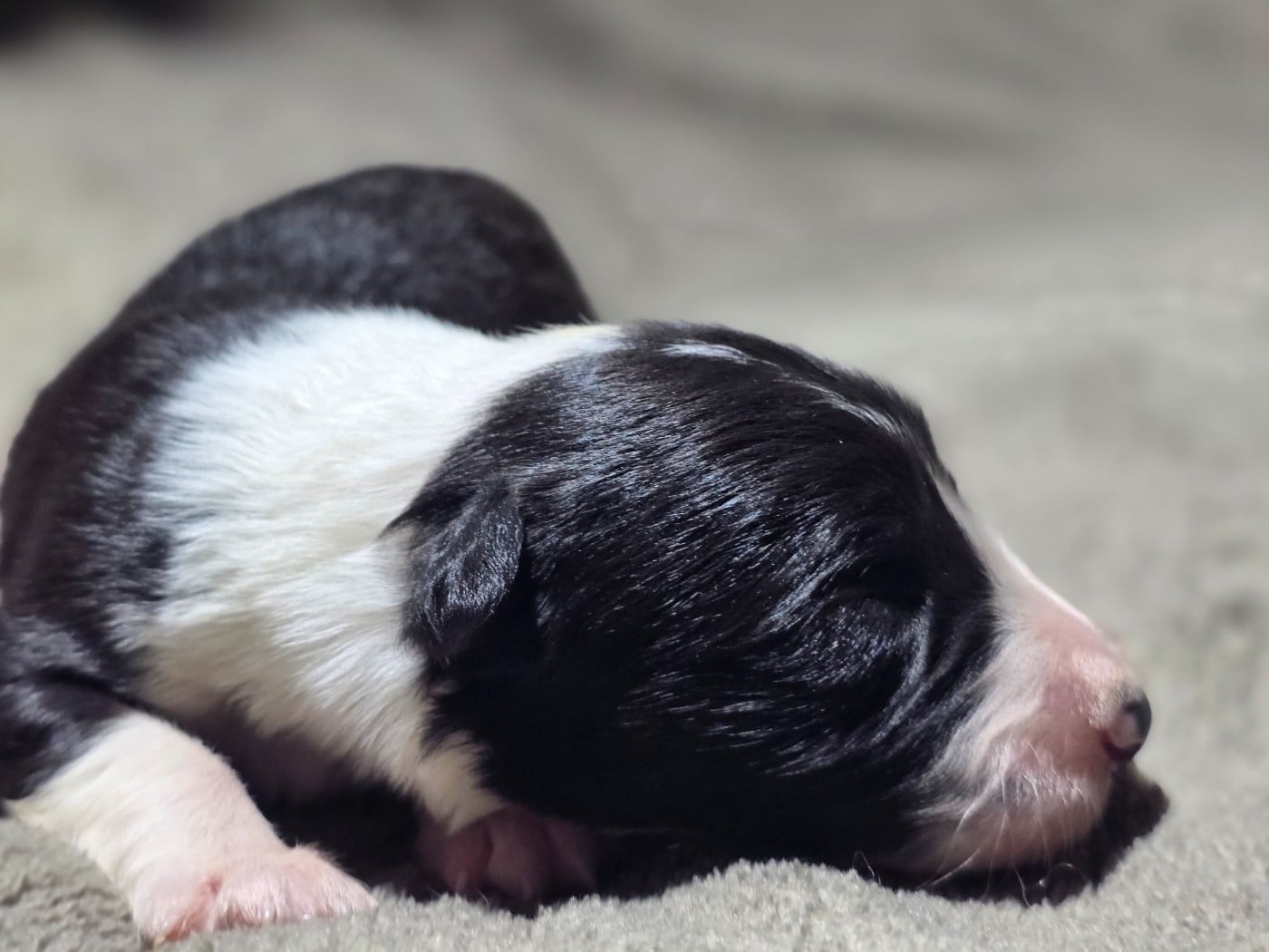Femelle noire et blanche tricolore