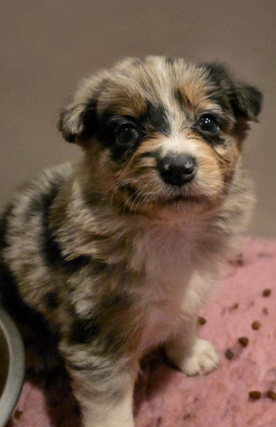 Femelle bleue merle tricolore - Border Collie