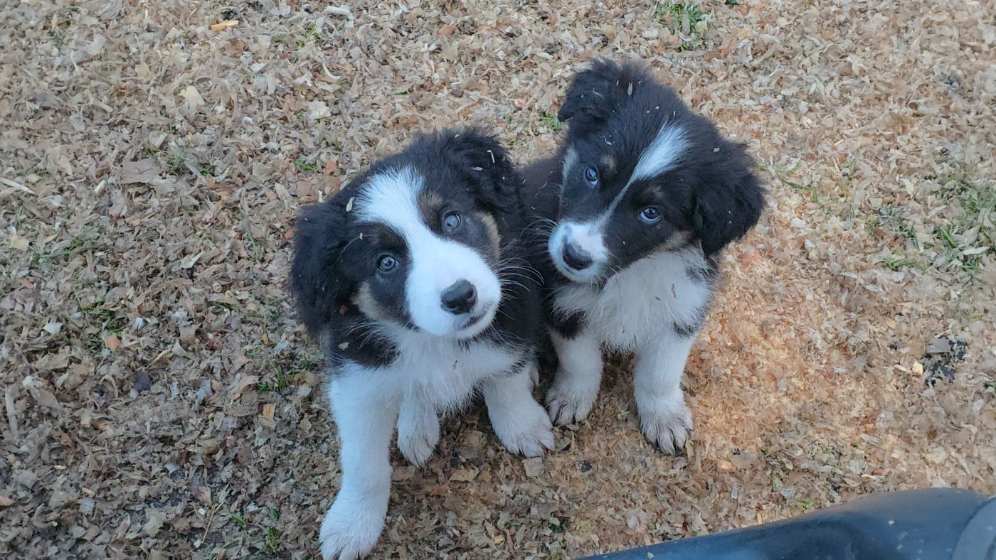 Border Collie - des Lacs de la Cote d'Argent