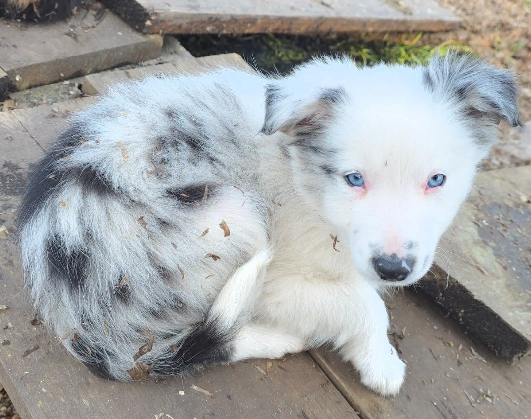 Border Collie - des Lacs de la Cote d'Argent
