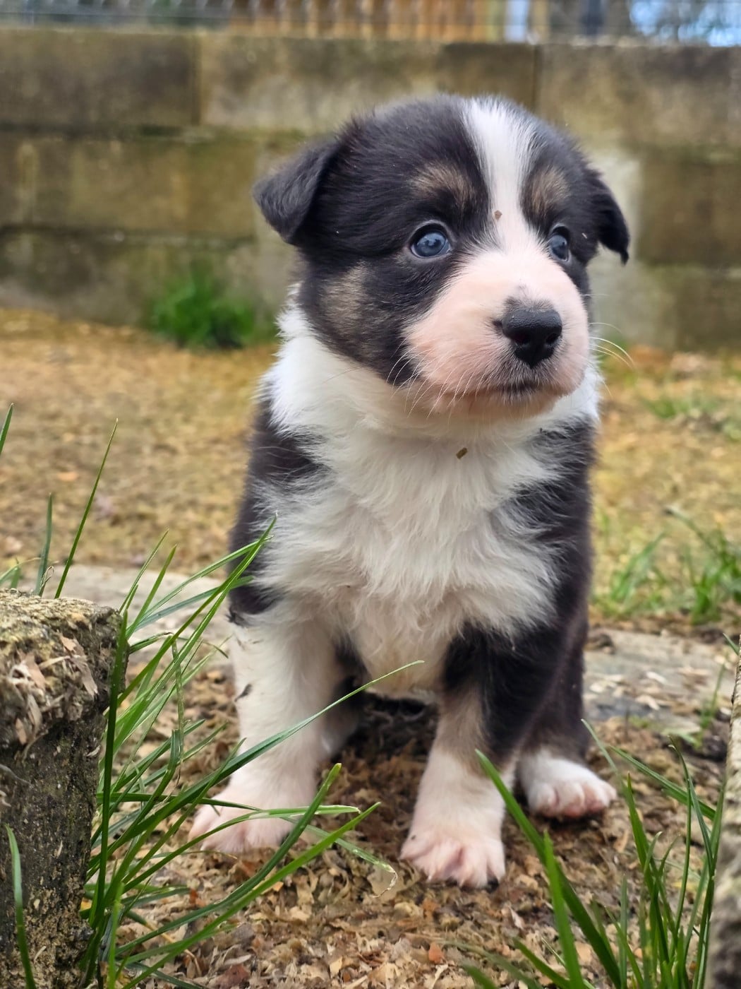 Black Swan dite Swan