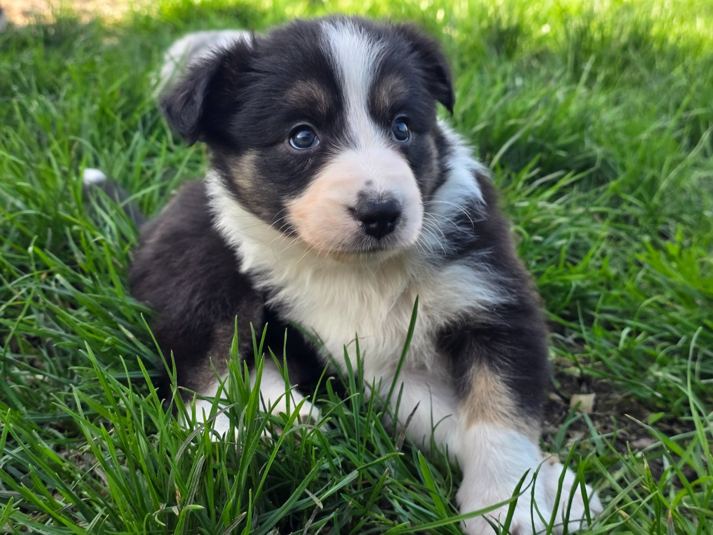 Black Swan dite Swan