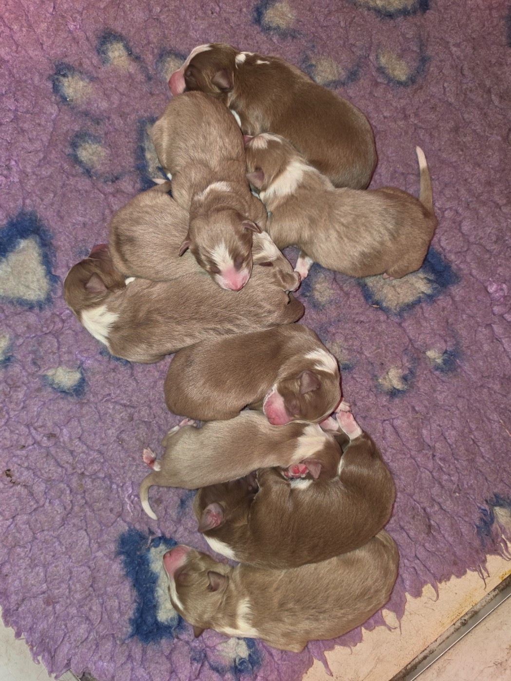 Male rouge merle atypique - Border Collie