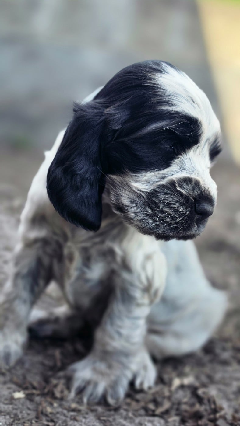 Mâle bleu clair - Cocker Spaniel Anglais