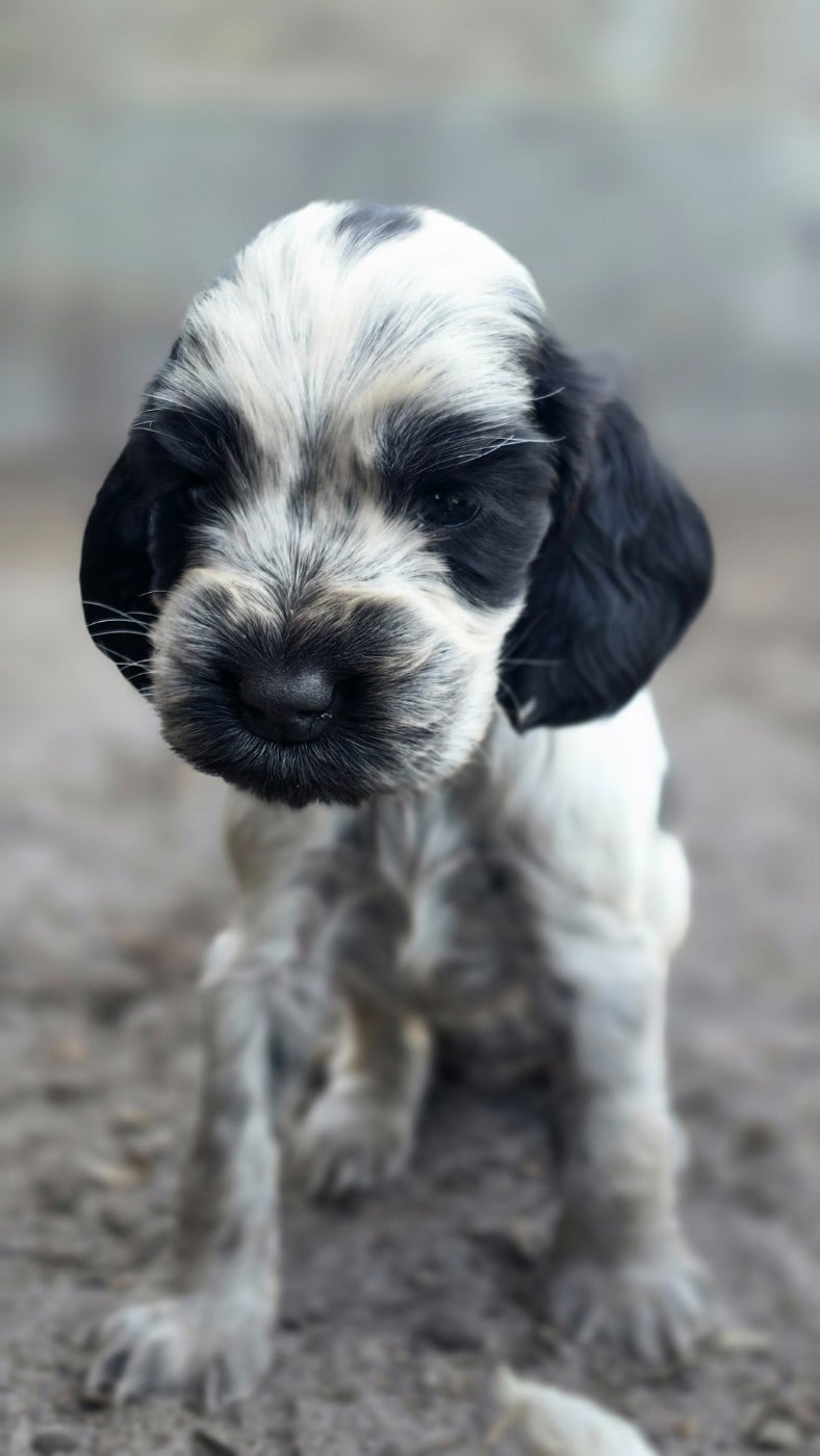 Mâle bleu - Cocker Spaniel Anglais