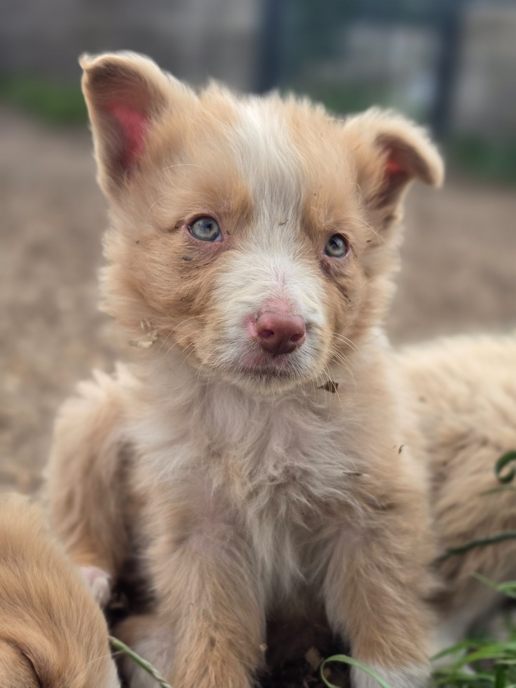 Mâle rouge merle atypique - Border Collie