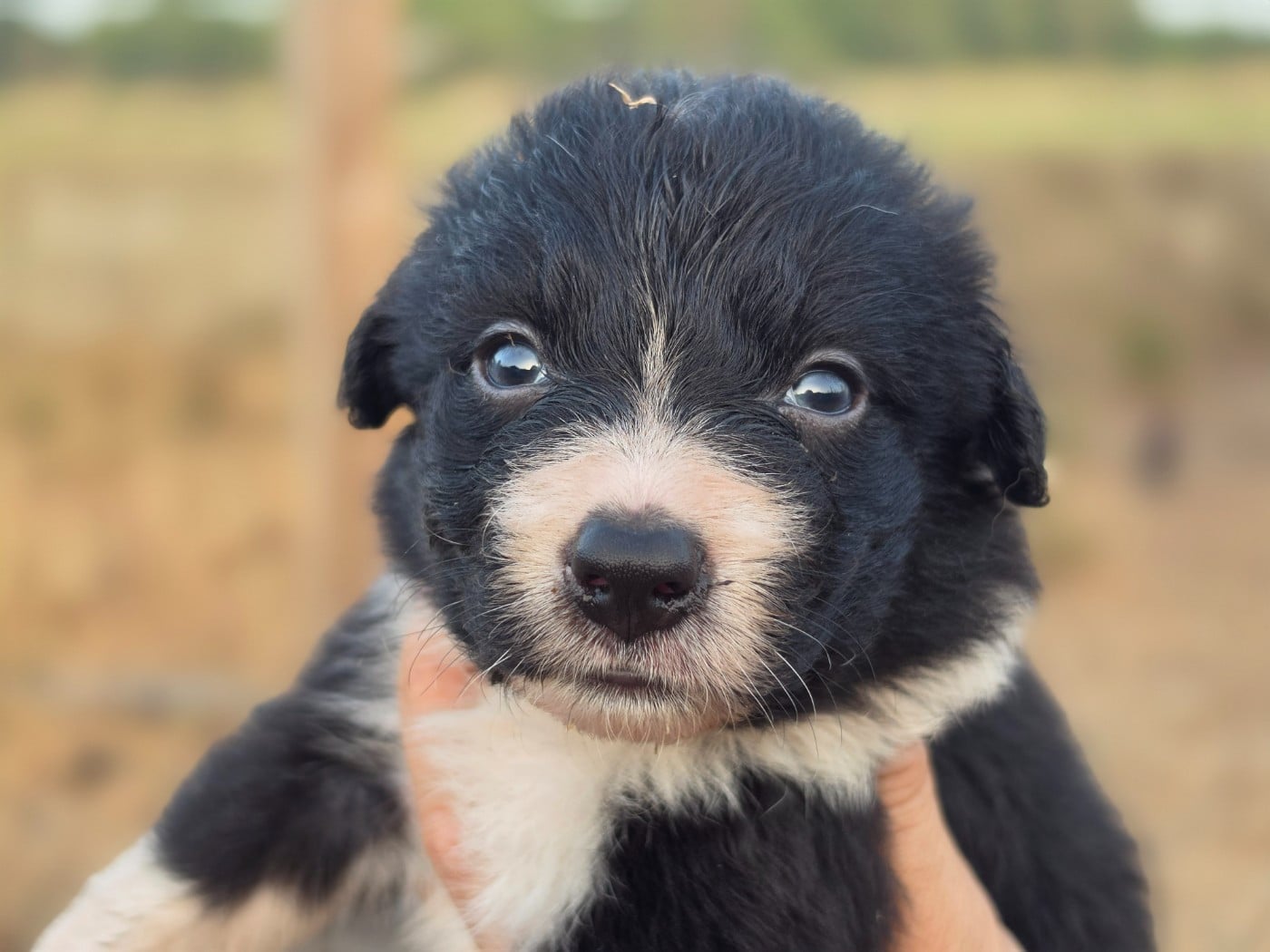 Femelle noire et blanche tricolore - Border Collie