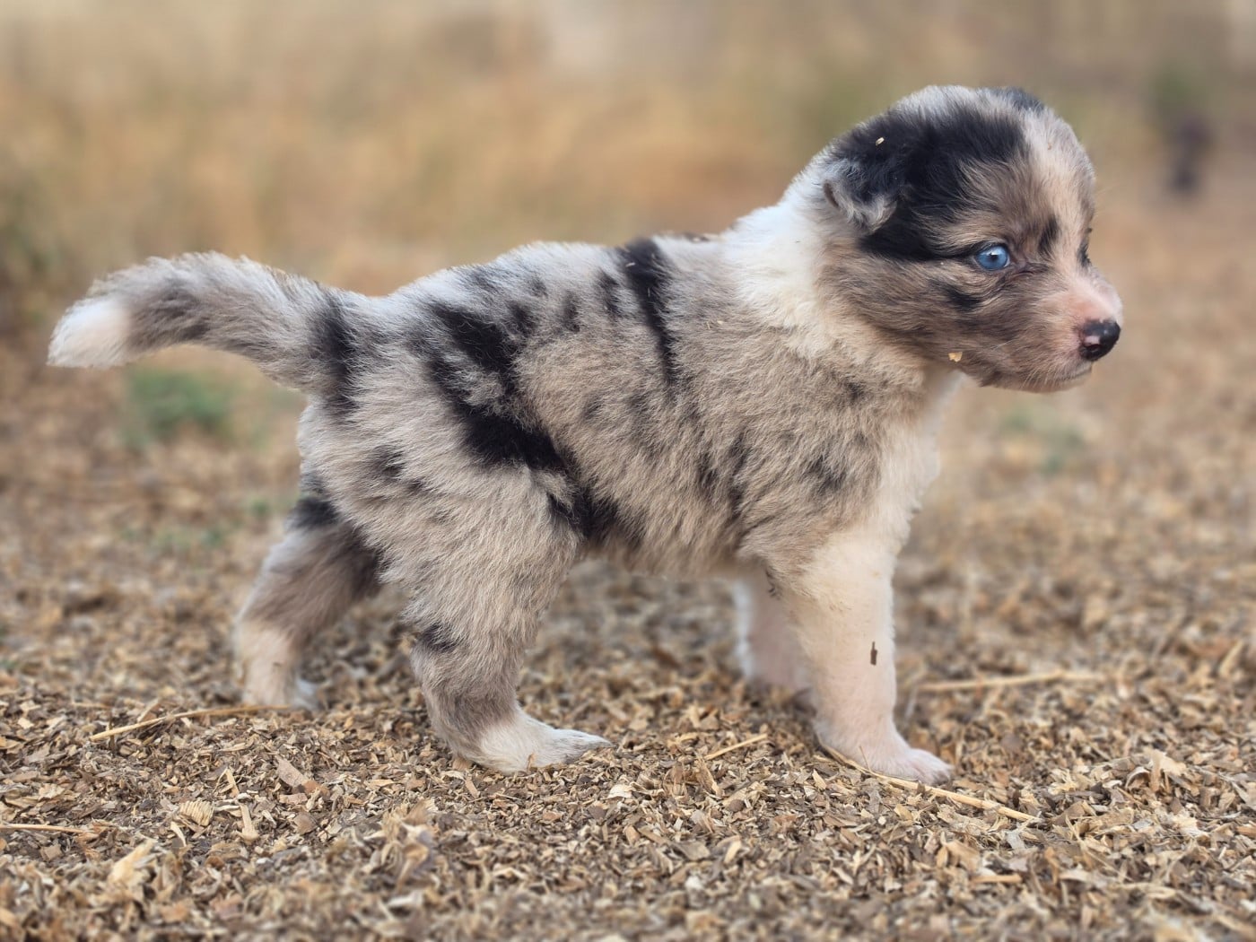 Mâle bleu merle tricolore - Border Collie