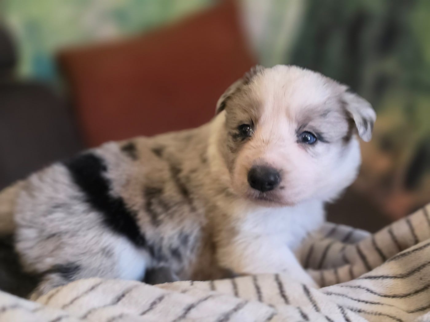 Femelle bleue merle tricolore