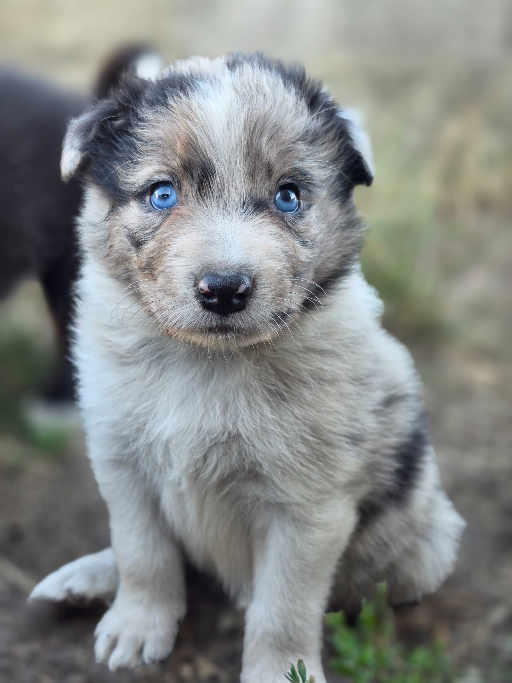 Mâle bleu merle tricolore