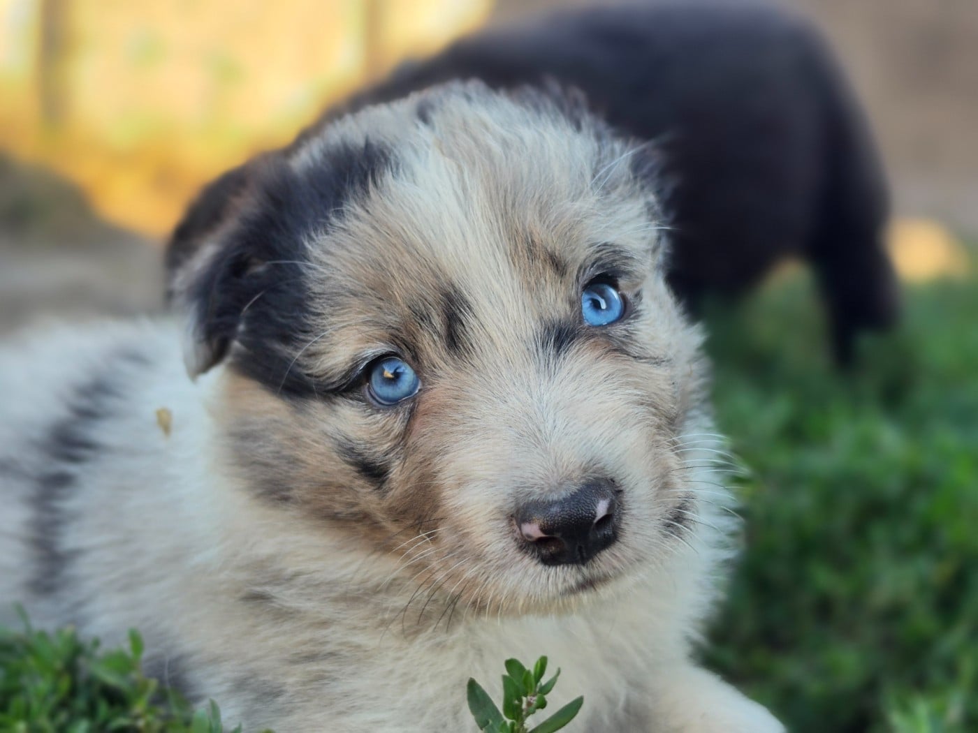 Mâle bleu merle tricolore