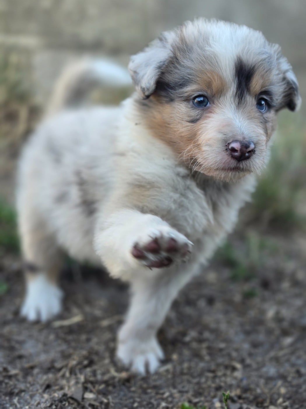 Mâle bleu merle tricolore