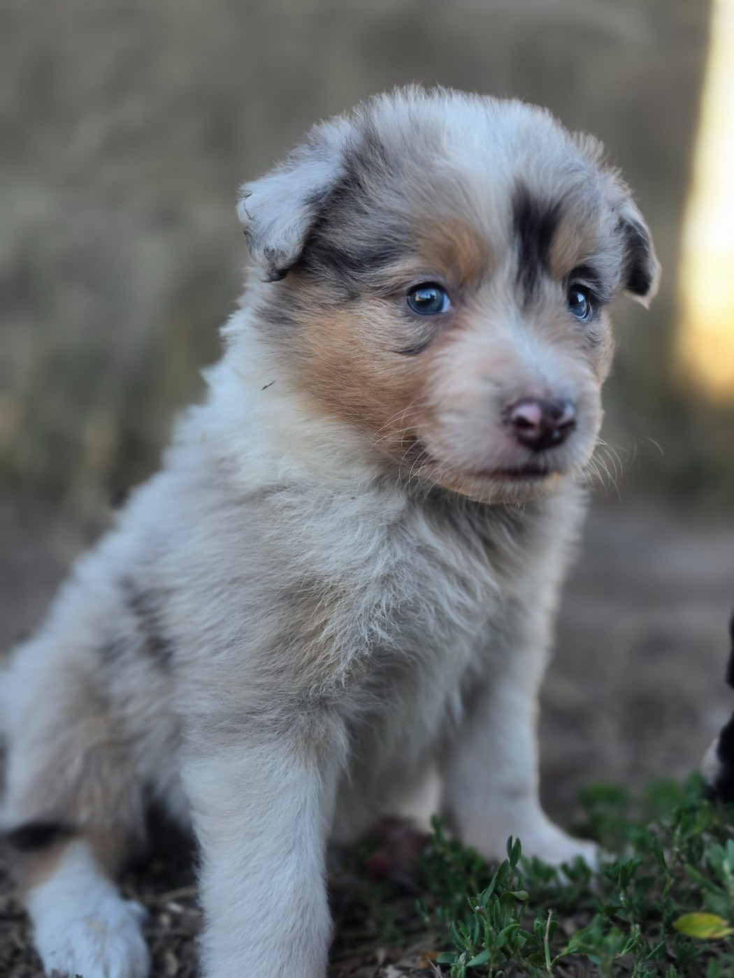 Mâle bleu merle tricolore