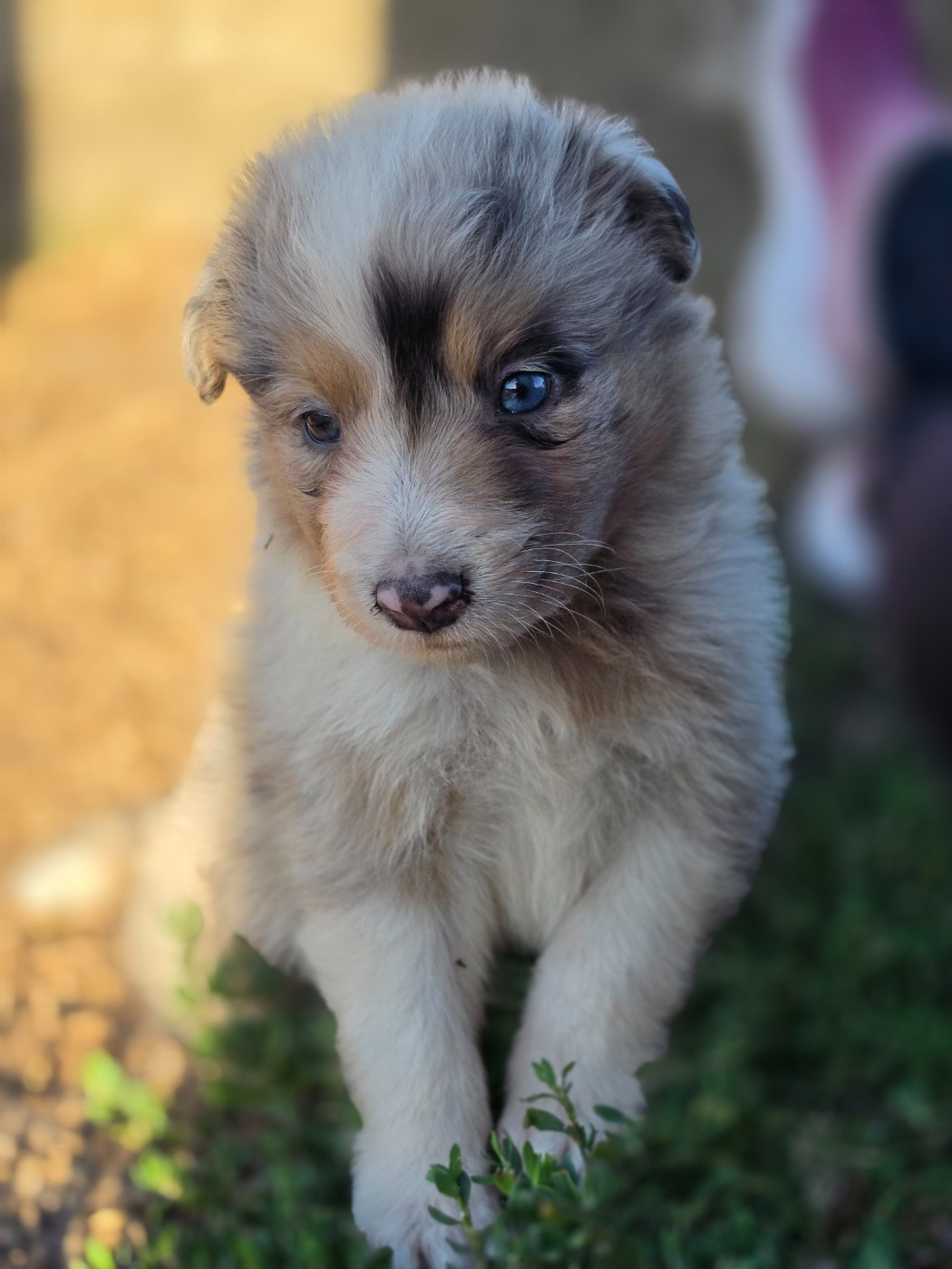 Mâle bleu merle tricolore