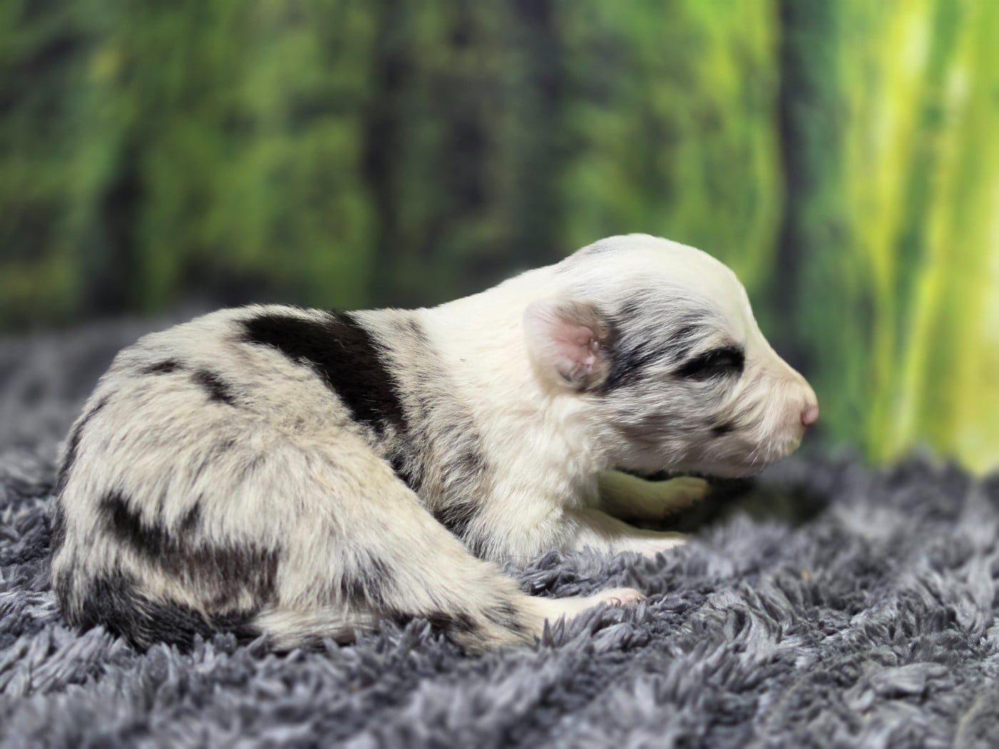 Femelle bleue merle tricolore - Border Collie