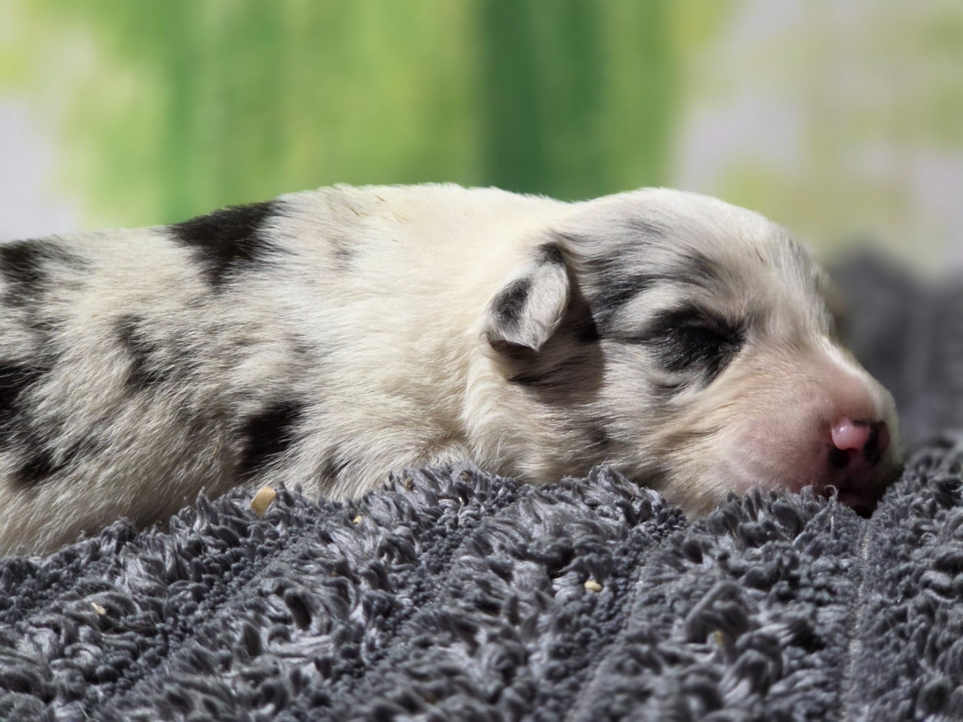Male bleu merle tricolore