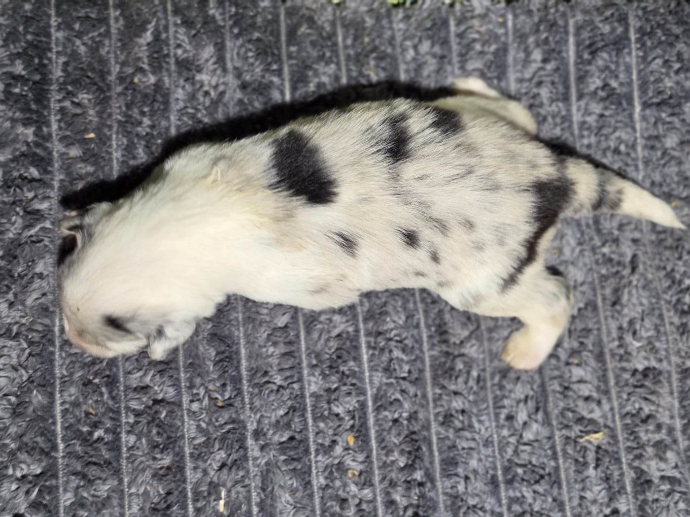Male bleu merle tricolore