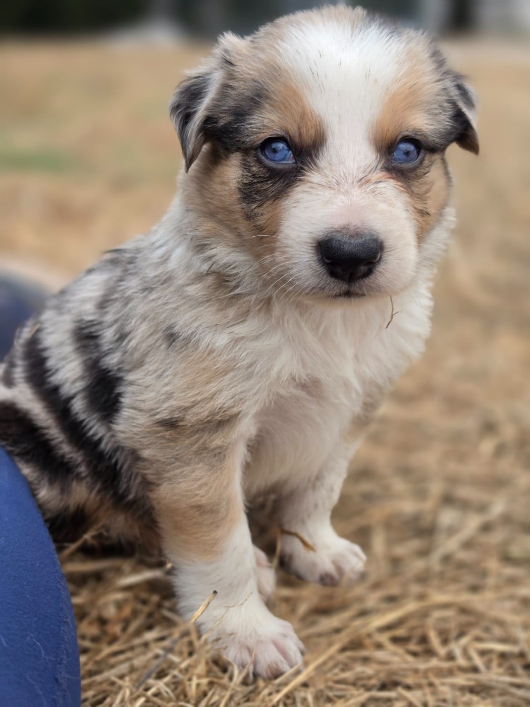Blueberry