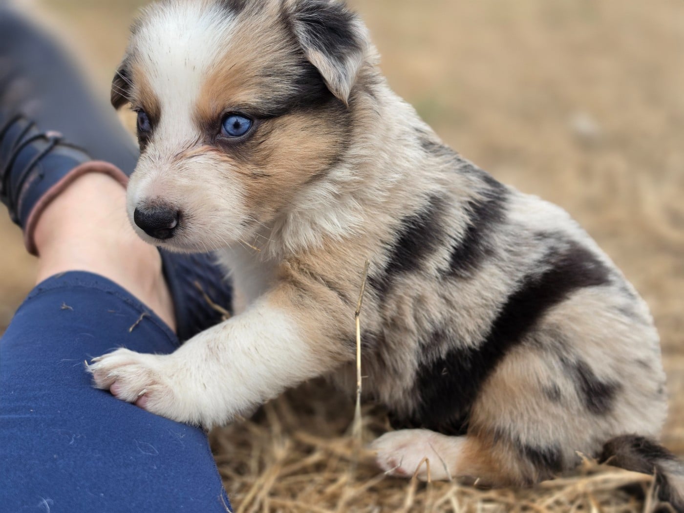 Blueberry