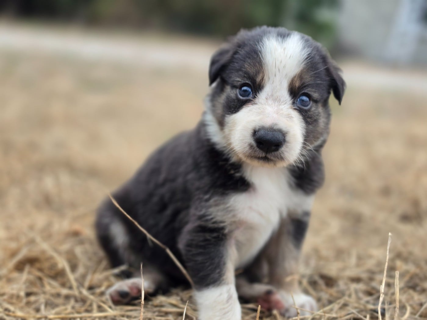 Bloo