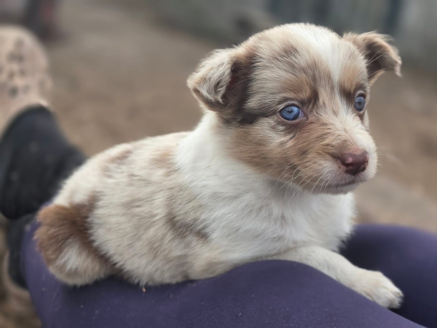 Rouge merle(tri?) - Border Collie