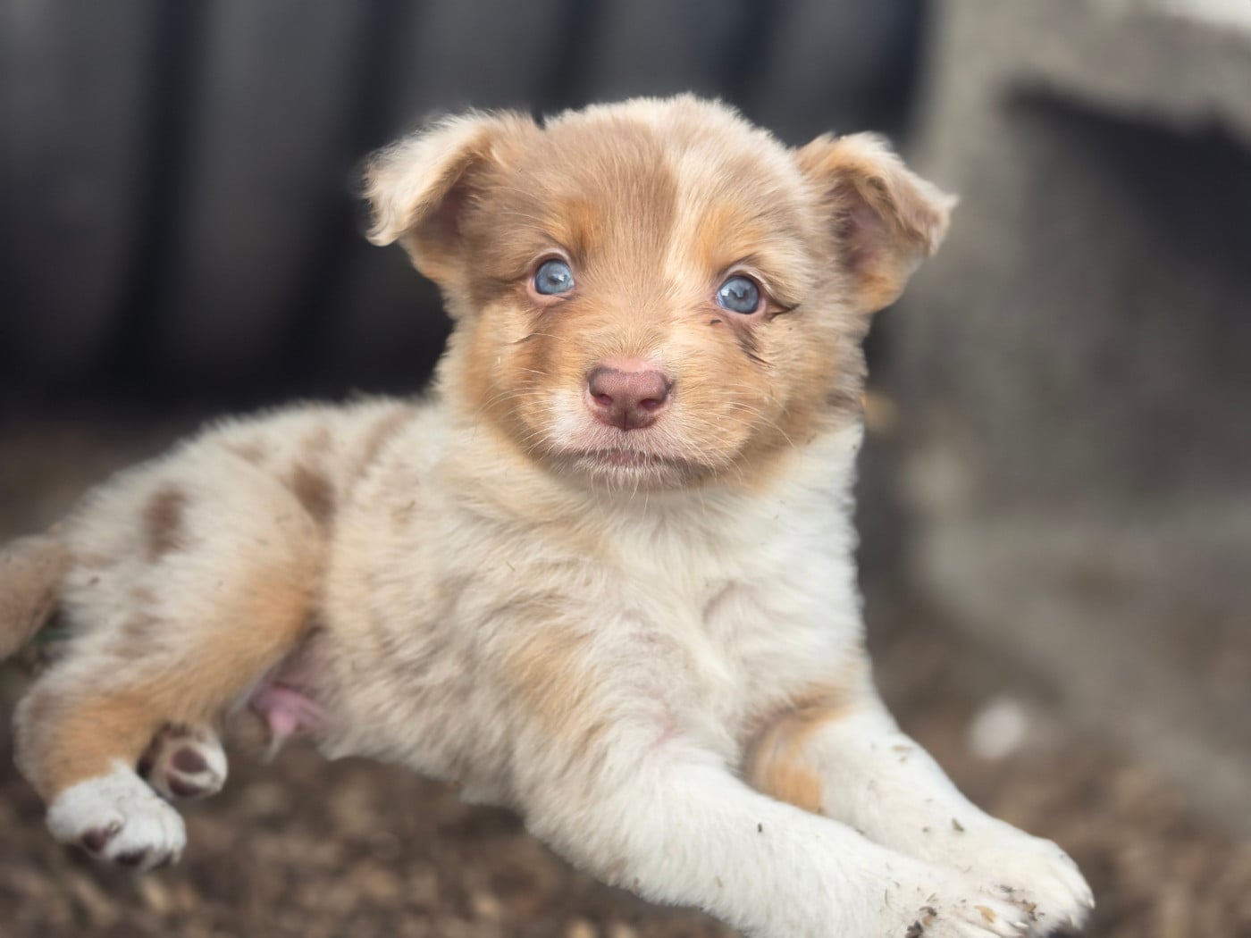 Mâle rouge merle tricolore - Border Collie